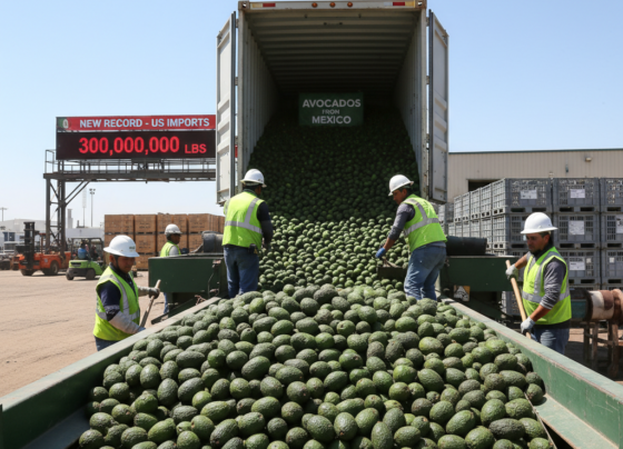 Aguacate mexicano exportación récord