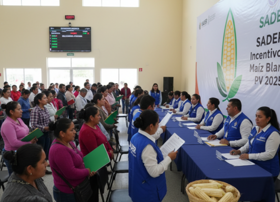 Incentivo Maíz Blanco Sader