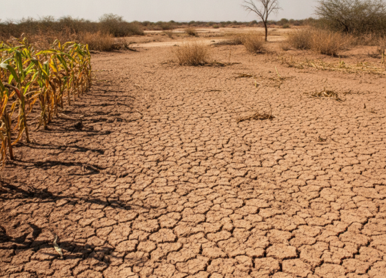 Sequía México agropecuario
